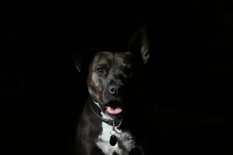 Hoog-risico honden